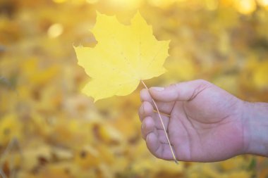 sonbaharda akçaağaç yaprakları elini tutar
