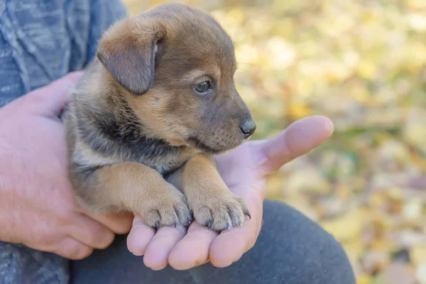 Köpek Yavrusu Bir Man Taraftan Paws Hayvan Barınağı Köpek Evlat — Stok fotoğraf