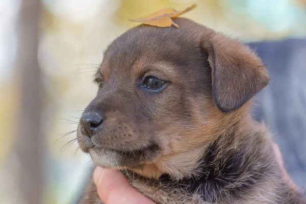 Adamların Ellerinde Köpek Yavrusu Hayvanları Için Bir Barınak Bir Köpek — Stok fotoğraf