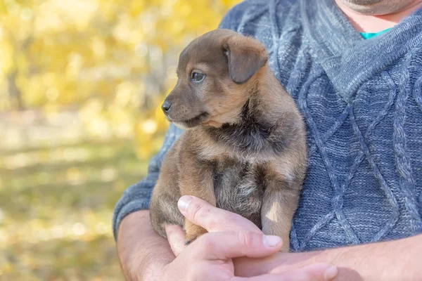 Adamların Ellerinde Köpek Yavrusu Hayvanları Için Bir Barınak Bir Köpek — Stok fotoğraf