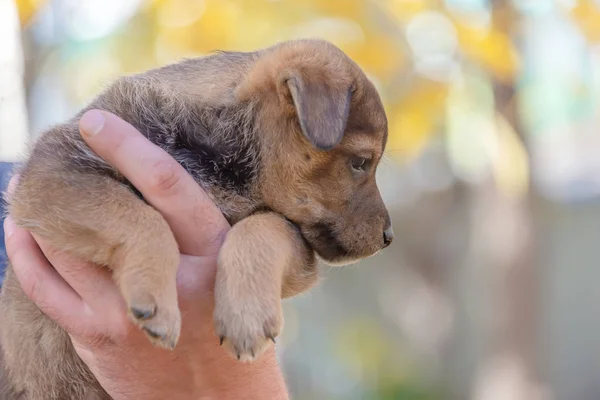 Valpen Händerna Männen Ett Härbärge För Djur Antagandet Valp Hund — Stockfoto