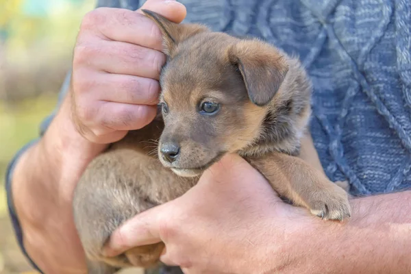 Cachorro Las Manos Los Hombres Refugio Para Los Animales Adopción — Foto de Stock