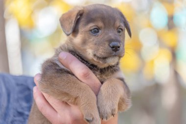 Adamların ellerinde köpek yavrusu. hayvanları için bir barınak. bir köpek yavrusu kabulü. köpek oyunları