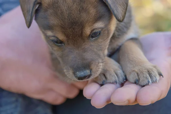 puppy paws on a man's hand. animal shelter. puppy adoption