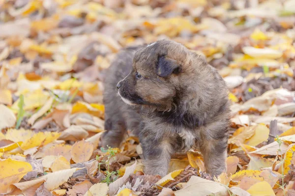 秋天树叶里的小狗 无家可归的动物 动物收容所 小狗游戏 — 图库照片