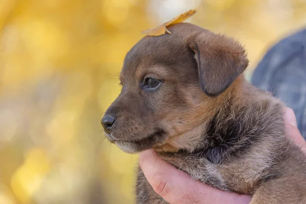 Cachorro Las Manos Los Hombres Refugio Para Los Animales Adopción — Foto de Stock