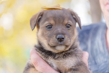 Adamların ellerinde köpek yavrusu. hayvanları için bir barınak. bir köpek yavrusu kabulü. köpek oyunları