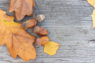 meşe palamutları ve meşe ahşap arka plan üzerinde bırakır. Sonbahar natürmort. Kopya alanı.