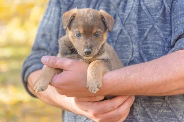Adamların Ellerinde Köpek Yavrusu Hayvanları Için Bir Barınak Bir Köpek — Stok fotoğraf