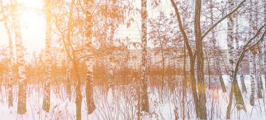 kış orman gün süre içinde bir şehir manzarası road yakınındaki