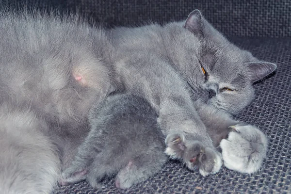 Madre Gatto Giace Con Neonato Cieco Gattino Nutre — Foto Stock