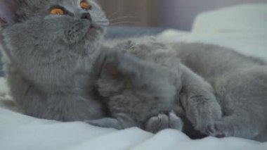 Anne bir kedi cezalandırır bir itaatkâr kedi pençeleri ile onu yendi