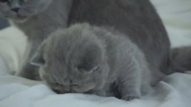 Anne bir kedi cezalandırır bir itaatkâr kedi pençeleri ile onu yendi