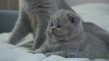 Anne bir kedi cezalandırır bir itaatkâr kedi pençeleri ile onu yendi