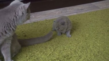 küçük İngiliz, İskoç kedi yavrusu anne ile yeşil bir halı üzerinde çalış bir kedi, kedi kedi yavrusu kadar getiriyor