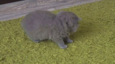 küçük İngiliz, İskoç kedi yavrusu yeşil bir halı üzerinde çalış