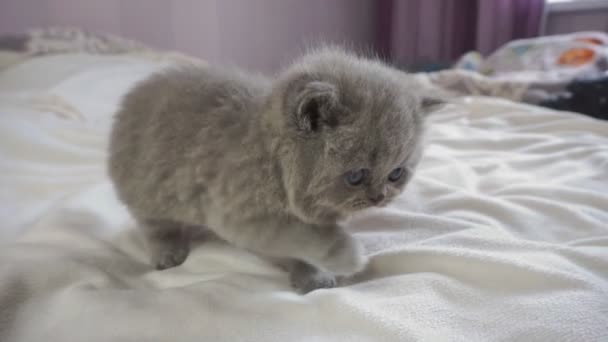 Mały Szary Kociak Idzie Brytyjski Kot Skrada Bliska — Wideo stockowe