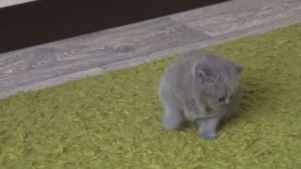 Das Kleine Britische Schottische Kätzchen Spielt Auf Einem Grünen Teppich — Stockvideo