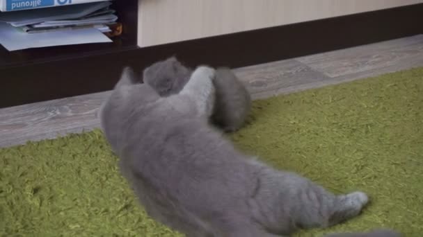 Pequeno Gatinho Britânico Escocês Joga Carpete Verde Com Mãe Gato — Vídeo de Stock