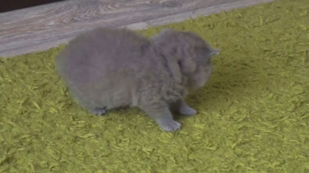 Pequeño Gatito Británico Escocés Juega Una Alfombra Verde — Vídeo de stock