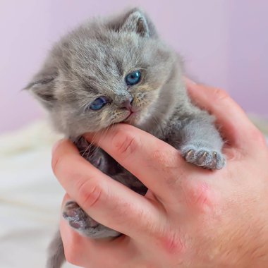 bir elinde küçük kedi yavrusu