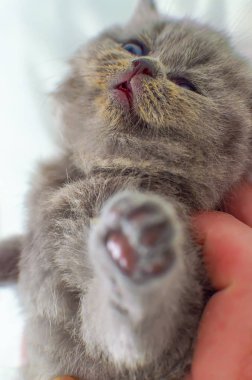 bir elinde küçük kedi yavrusu
