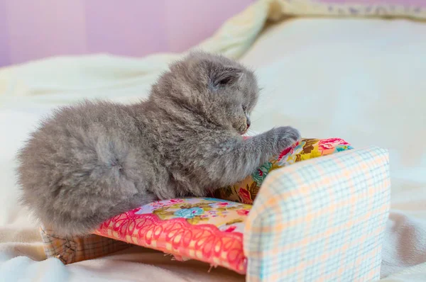 Kleines Kätzchen spielt auf einem Spielzeugsofa — Stockfoto
