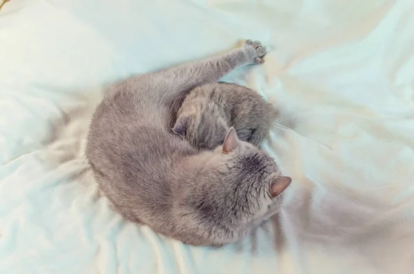 Gatito juega con madre un gato en un blanco cubierta — Foto de Stock