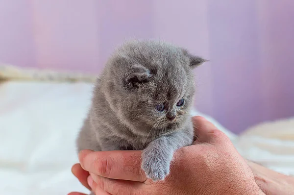 Mały kotek w rękę — Zdjęcie stockowe