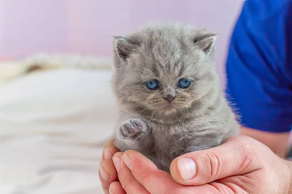 Piccolo gattino in una mano — Foto Stock