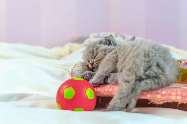 Gatito juega con una pelota —  Fotos de Stock