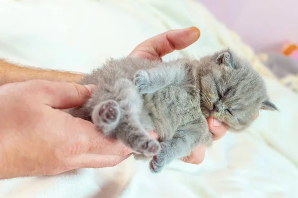 Маленький котенок в руке — стоковое фото