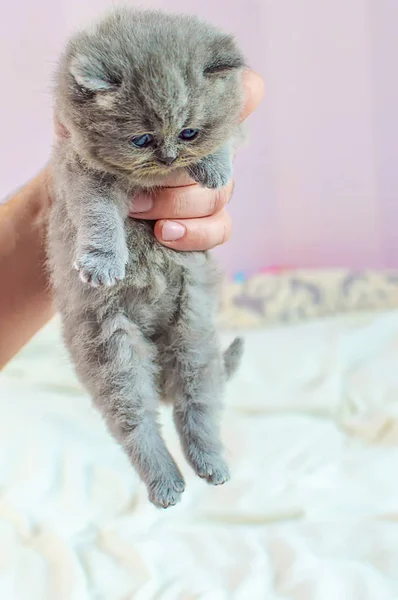 Kleines Kätzchen in der Hand — Stockfoto