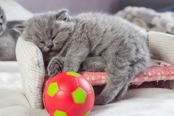 Котенок играет с мячом — стоковое фото