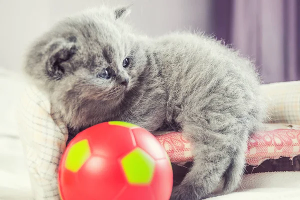 Gatito juega con una pelota —  Fotos de Stock