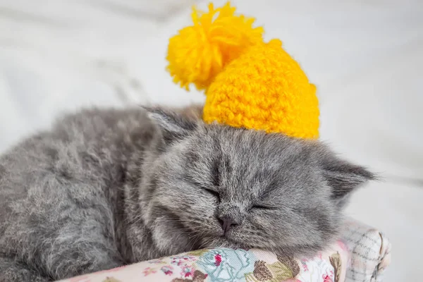 El gatito pequeño, gris duerme —  Fotos de Stock