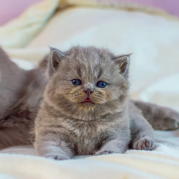 Gatinho joga com a mãe um gato em uma cobertura branca — Fotografia de Stock