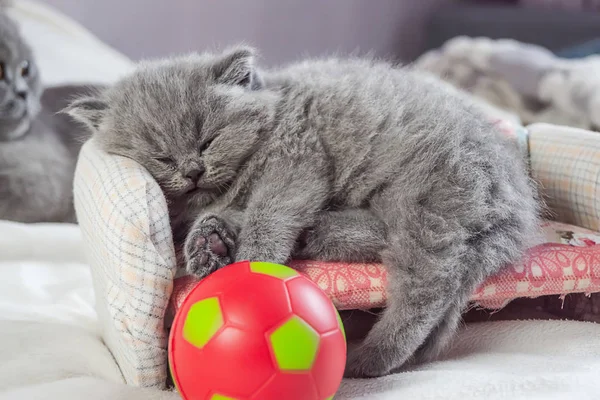 Gatito juega con una pelota —  Fotos de Stock