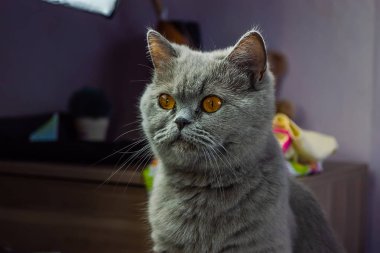 ısrarla yetişkin kedi gri görünüyor