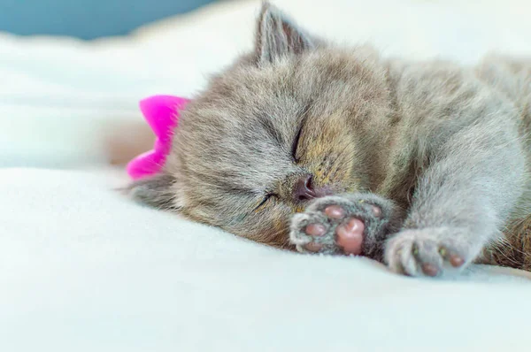 Little kitten sleeps on a white cover — Stock Photo, Image