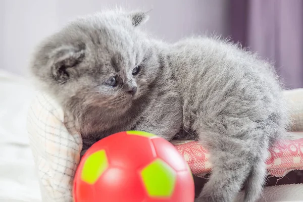 Gatito juega con una pelota —  Fotos de Stock