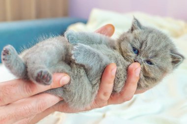 bir elinde küçük kedi yavrusu