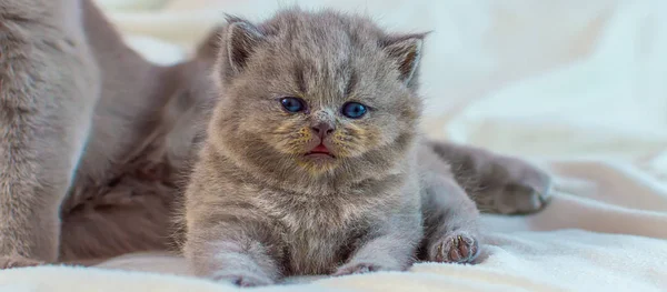 Kitten plays with mother a cat on a white cover — Stock Photo, Image