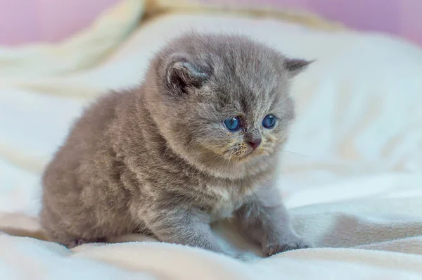 Pequeno, cinza gatinho joga — Fotografia de Stock