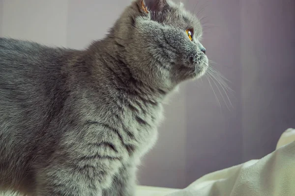 Gato adulto gris se ve persistentemente — Foto de Stock