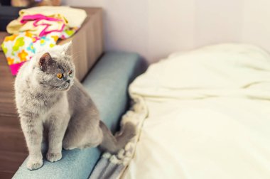 ısrarla yetişkin kedi gri görünüyor