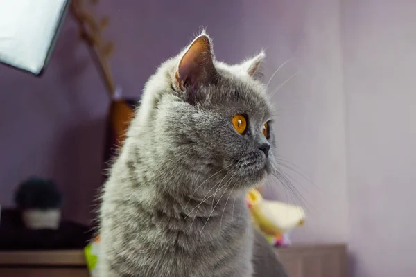 Взрослый кот серый настойчиво выглядит — стоковое фото