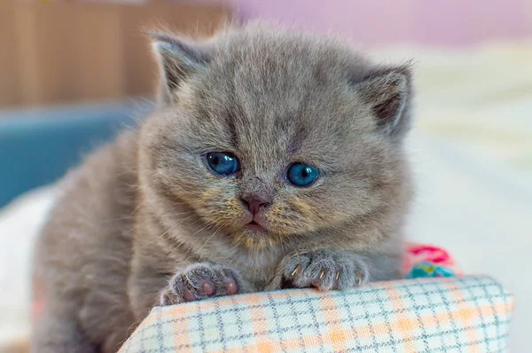 Gatinho joga em um sofá de brinquedo — Fotografia de Stock