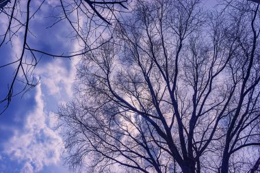 Gökyüzü ağaçlarda fırtınalı