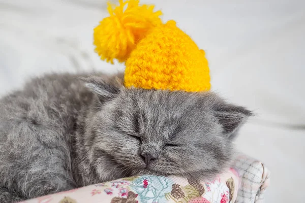 El gatito pequeño, gris duerme —  Fotos de Stock